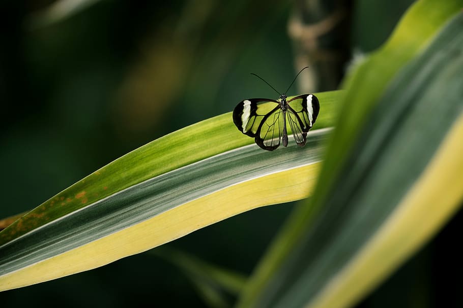 macro photography of green butterfly, black and clear glass winged butterfly on green leaf HD wallpaper