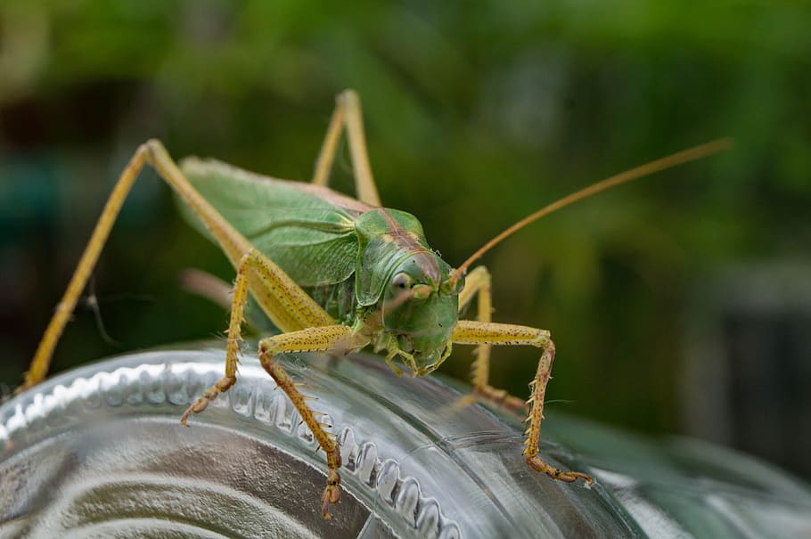 grasshopper, insect, close, nature, viridissima, animal themes HD wallpaper