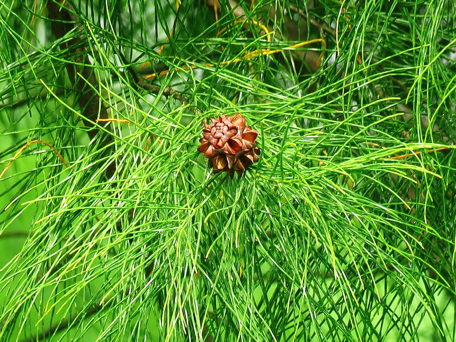 Flower, Pine Leaf, Nature, pine flower, green, green color HD wallpaper
