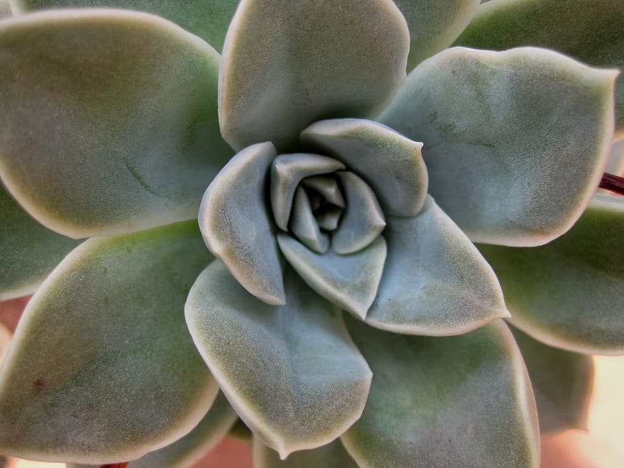 Succulent, rose, thick, fleshy, pale green, plant, cupped, waxy appearance, HD wallpaper
