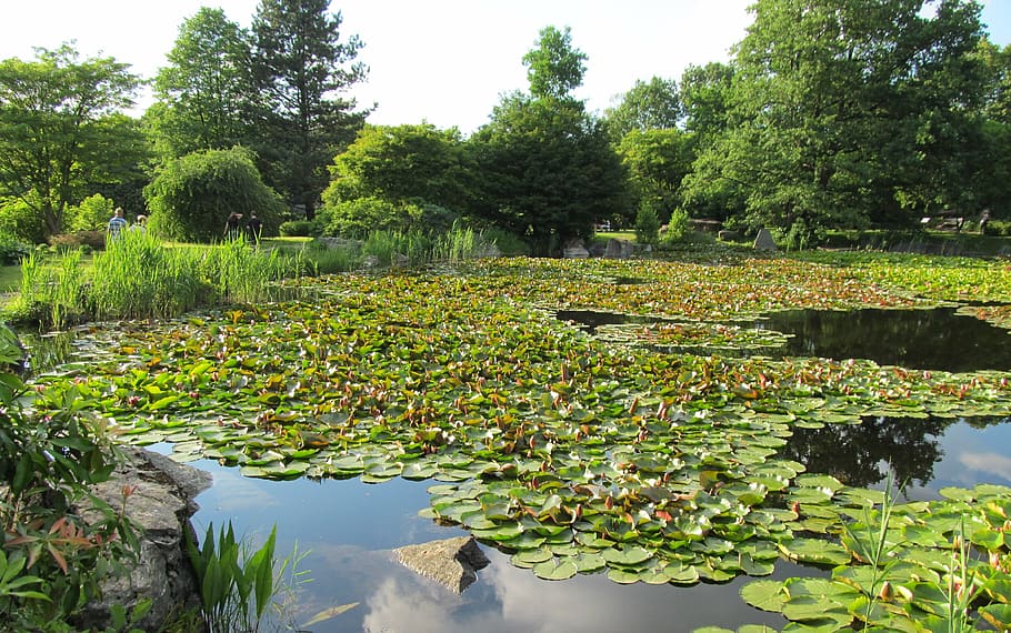 botanical garden, boat, plant, water, tree, growth, water lily HD wallpaper