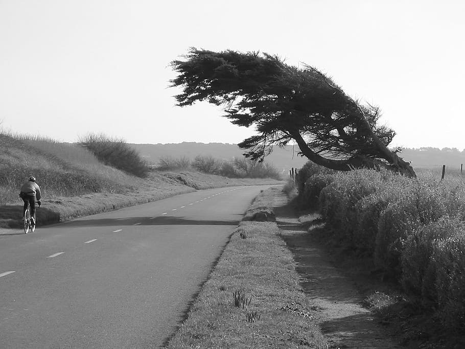 tree, wind, coast, shore, bended, black, white, road, transportation HD wallpaper