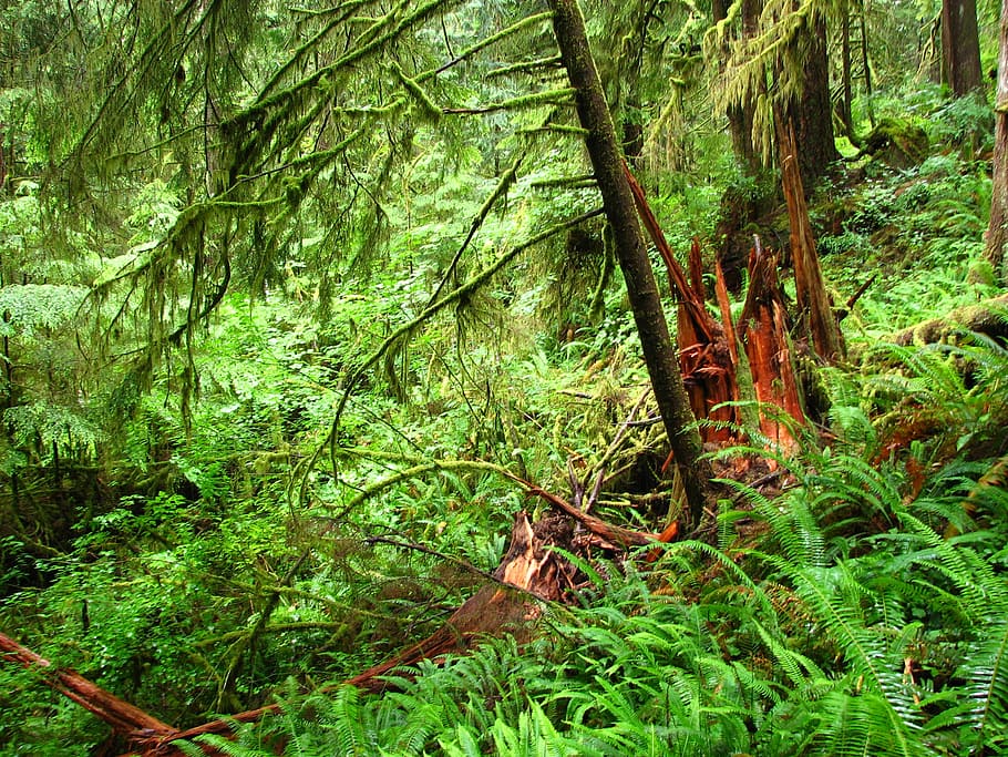 rain forest, green, nature, tree, plant, growth, land, green color HD wallpaper
