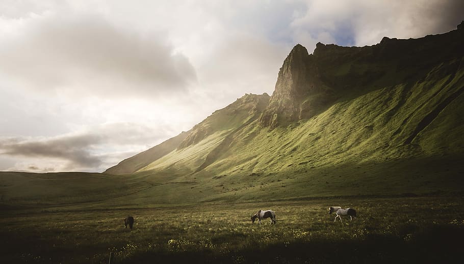 Icelandic Sunset, two black-and-white animals roaming on grass field HD wallpaper