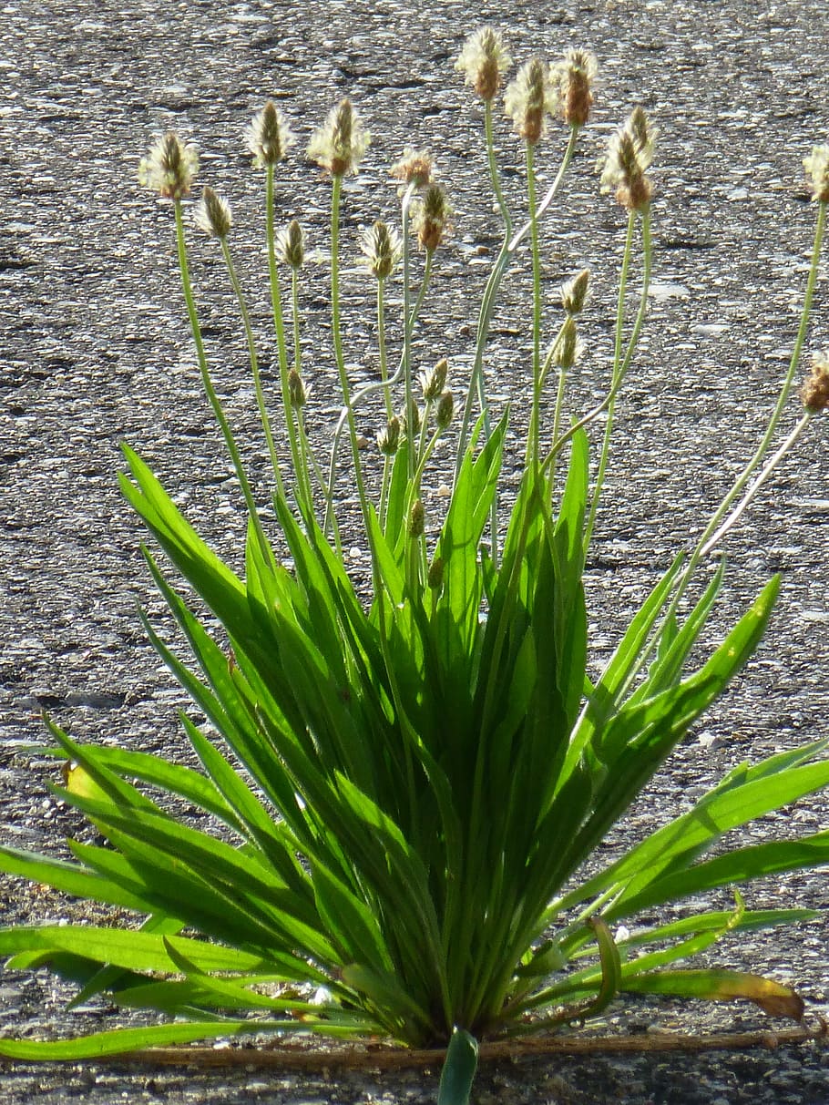 plantain, asphalt, road, weed, flowers, greater plantain, growth, HD wallpaper