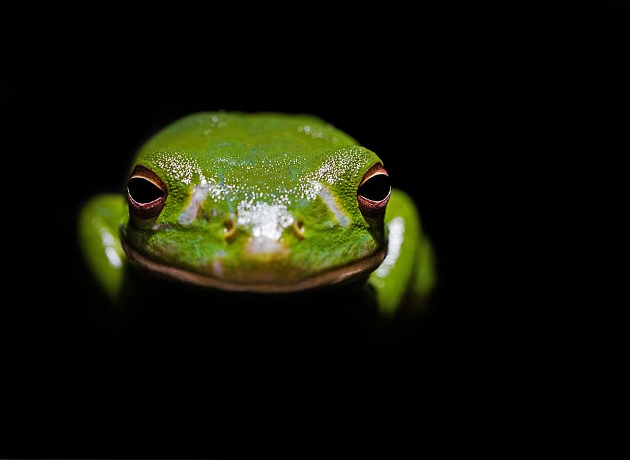green frog in the dark, green frog in dark room, amphibian, tree frog, HD wallpaper
