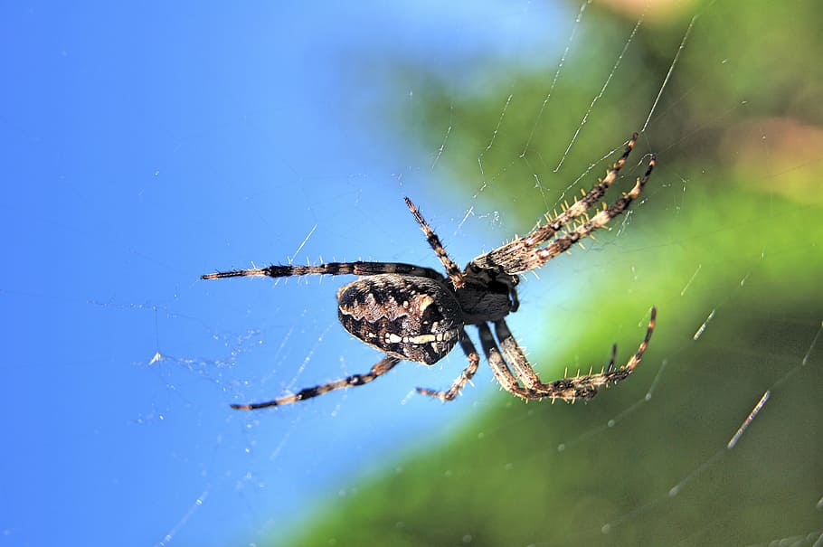 spider, cobweb, arachnid, nature, animal, insect, spider Web HD wallpaper