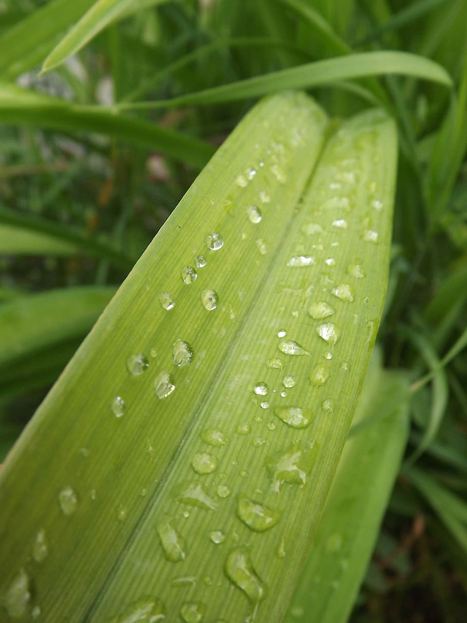 Flower, Dew, Drops, green color, close-up, freshness, leaf HD wallpaper