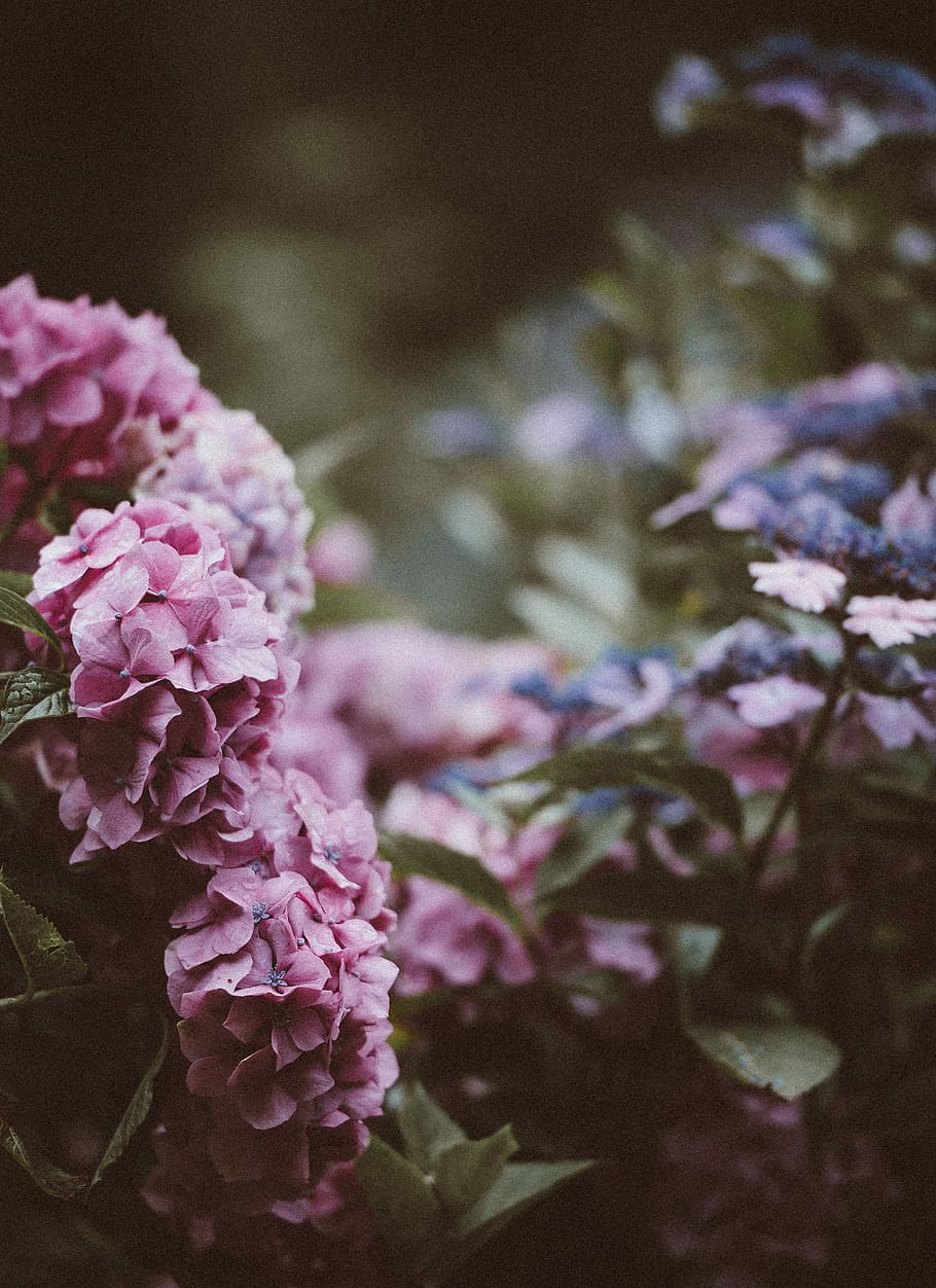 macro photography of pink flowers, flowering plant, beauty in nature HD wallpaper