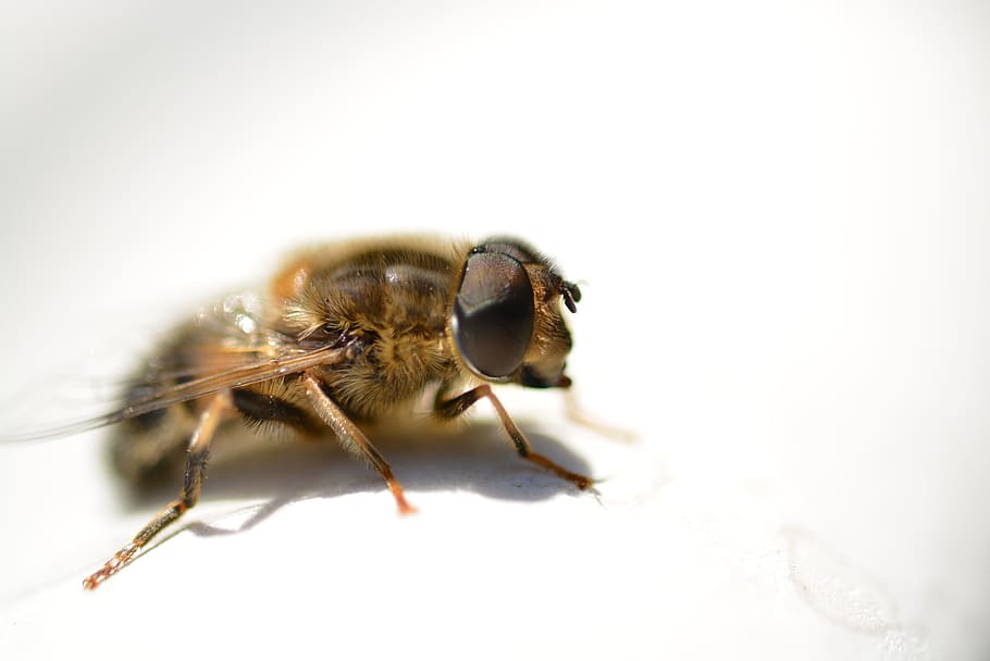 hover fly, close, animal, animal themes, one animal, animal wildlife HD wallpaper