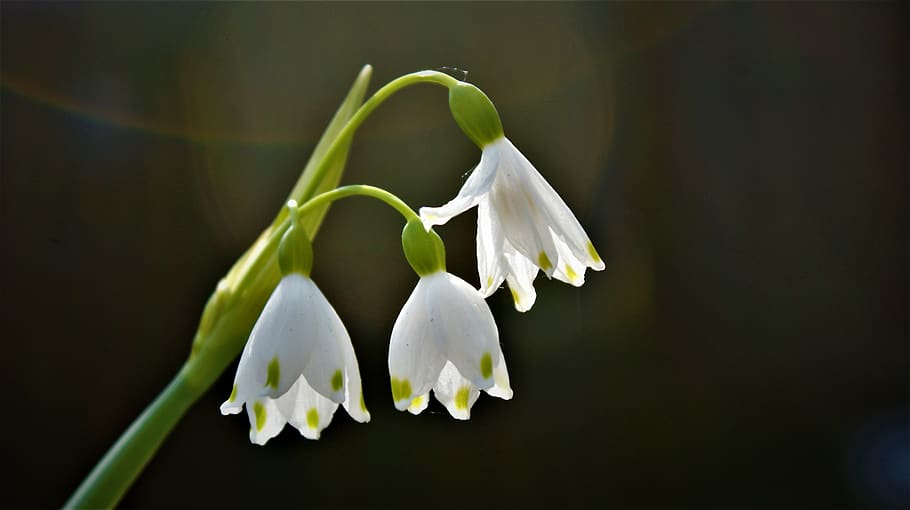 lily, bells flower, spring, bloom, merry, snowdrop, spring flower HD wallpaper