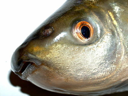 fish, carp, meal, river, pike, masking, carpio, cypriniformes HD wallpaper
