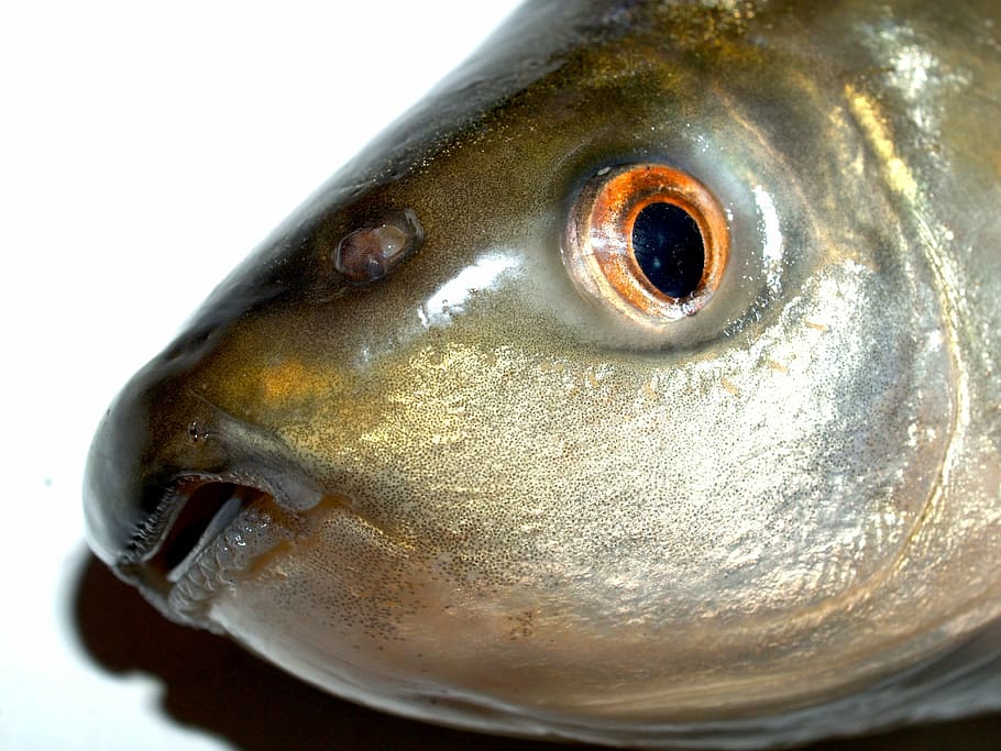fish, carp, meal, river, pike, masking, carpio, cypriniformes HD wallpaper