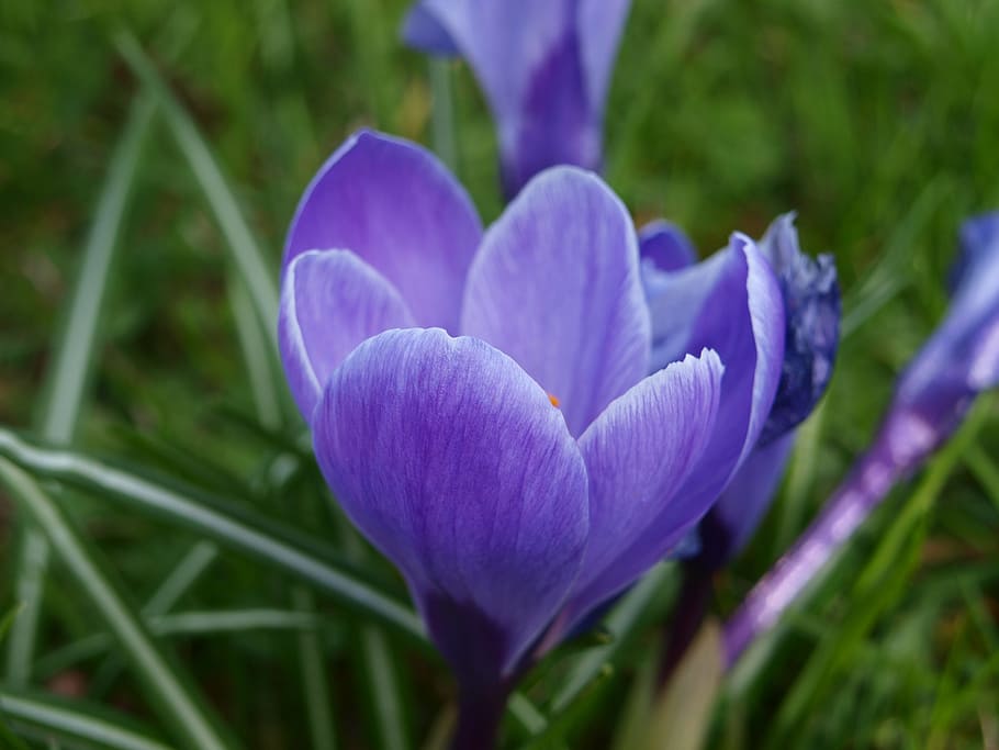 Crocus, Blue, Flower, Blossom, Bloom, macro, early bloomer HD wallpaper