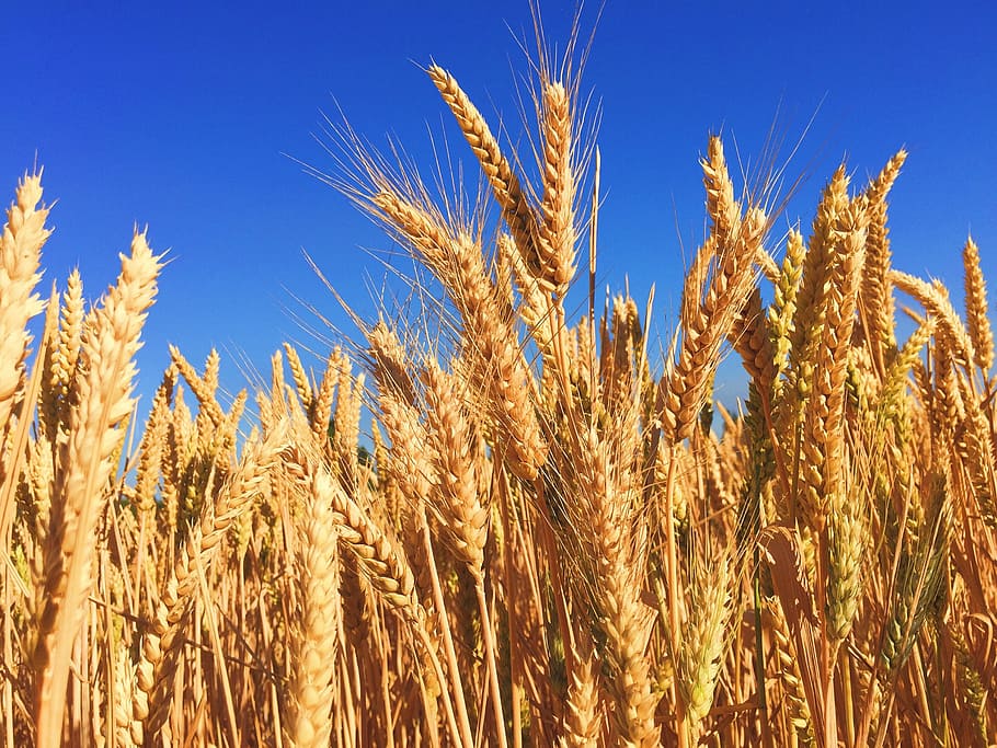 brown grains, wheat, grass, barley, autumn, harvest, sky, blue sky, HD wallpaper