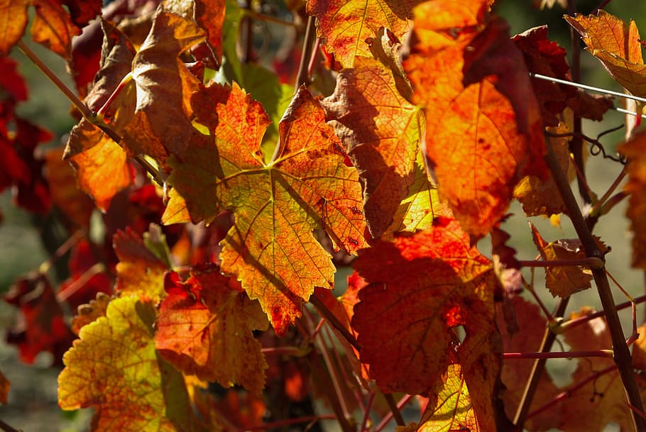Vine, Leaves, Vineyard, Fall, vine leaves, autumn, leaf, close-up HD wallpaper