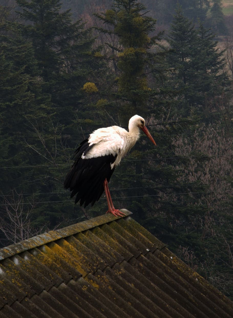 Stork, Bird, Nature, Spring, Poland, black stork, mountains HD wallpaper