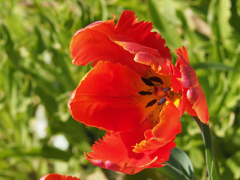 flower, nature, red, flowering plant, petal, fragility, vulnerability HD wallpaper