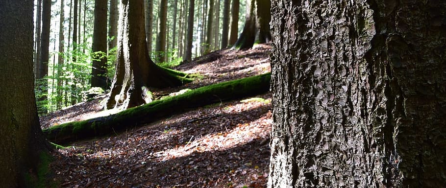 Forest, Trees, Nature, Landscape, Away, tree trunk, no people HD wallpaper