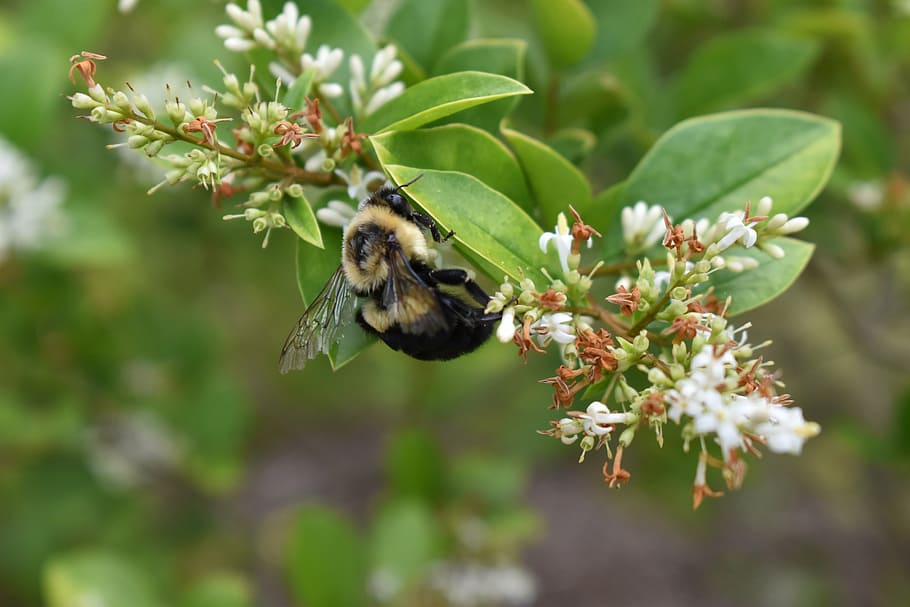 bee, bumblebee, flower, plant, insect, nature, animal themes HD wallpaper