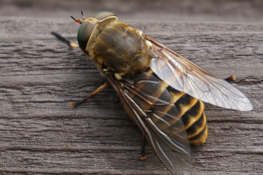 big wasp, insect, gian sized, animal, animal wildlife, animal themes HD wallpaper
