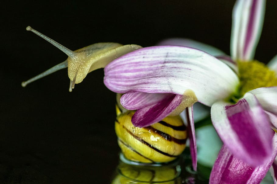 snail, blossom, bloom, shell, close, slowly, summer, nature HD wallpaper