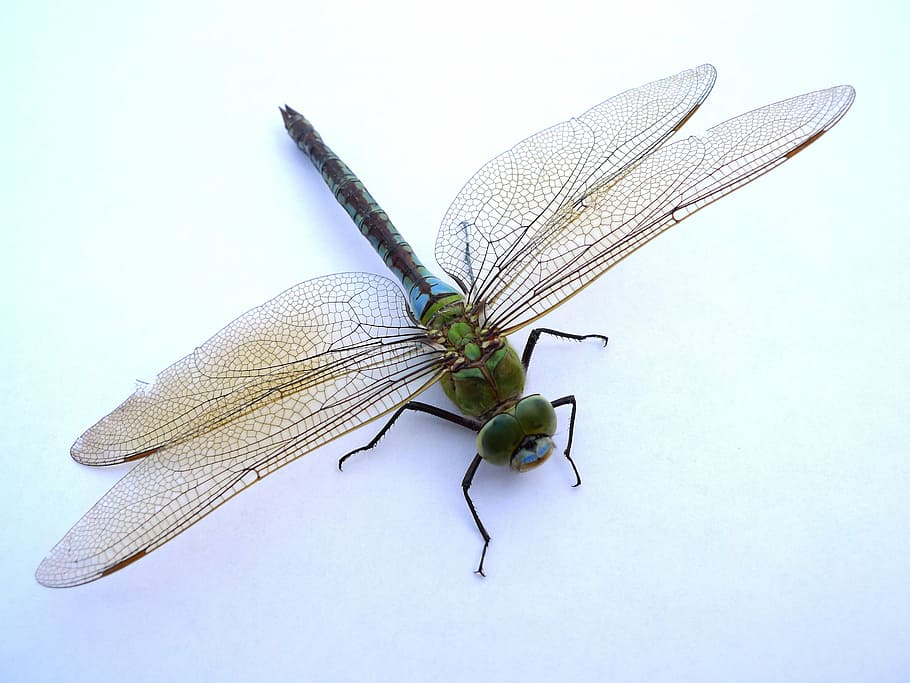green dragonfly on white background, insect, close, flight insect HD wallpaper
