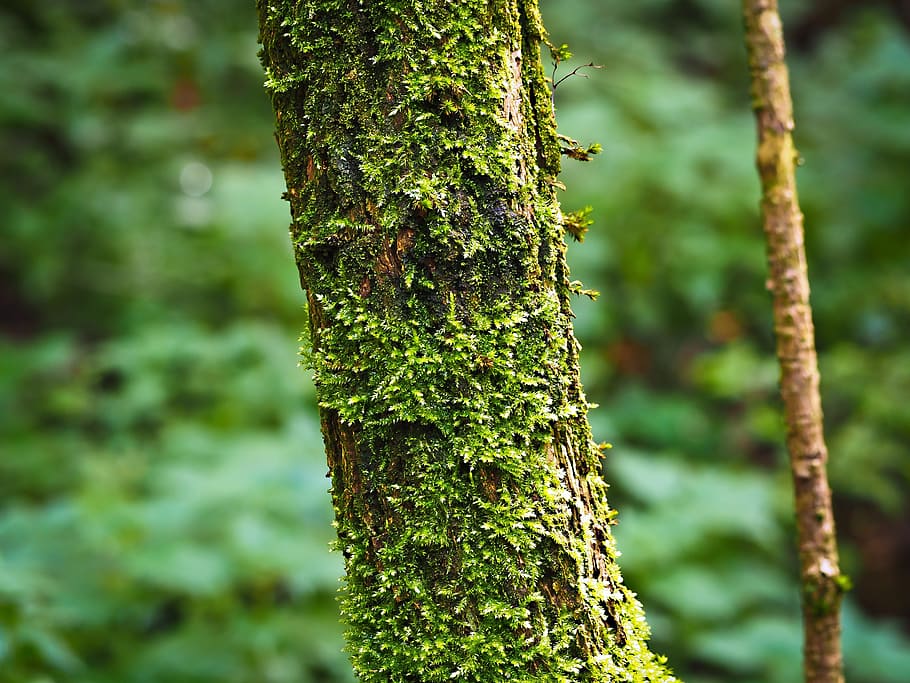forest, tree, nature, landscape, plant, moss, old tree, green HD wallpaper