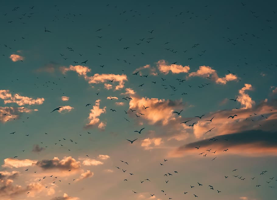 flying birds during sunset, flock of birds flying on blue and white skies during sunset HD wallpaper