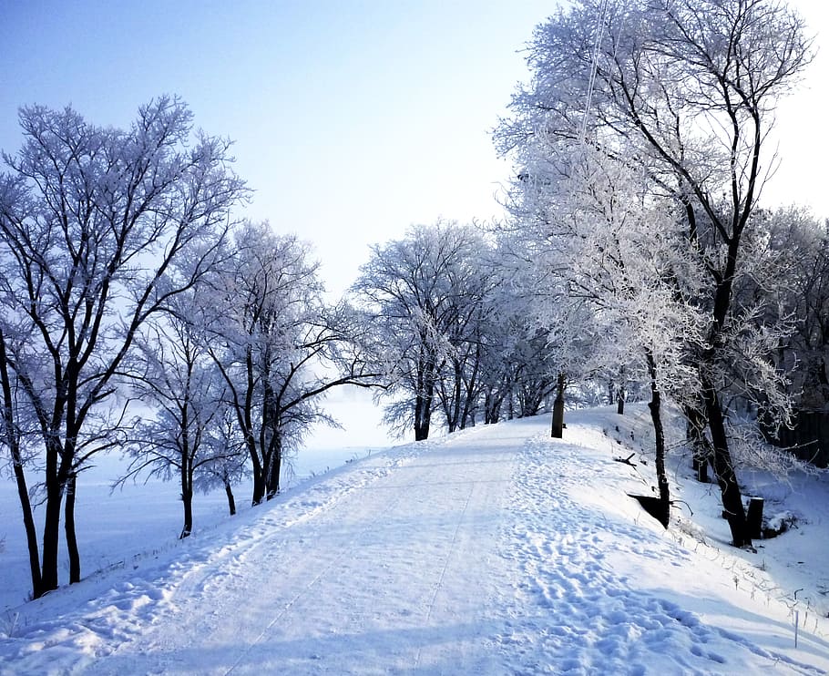 nature, trees, landscape, snow, cold temperature, winter, plant HD wallpaper