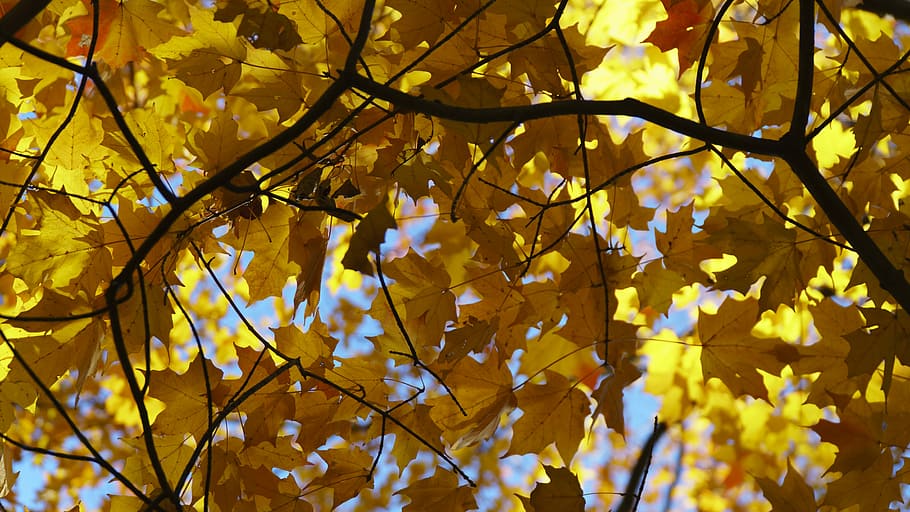 shallow focus of dry leafed tree, yellow maple tree, leaves, autumn HD wallpaper