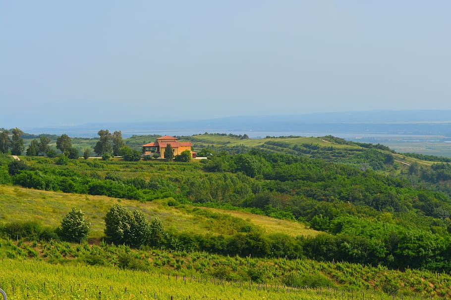 vineyard, landscape, home, wine, grapes, viticultural, hill, HD wallpaper