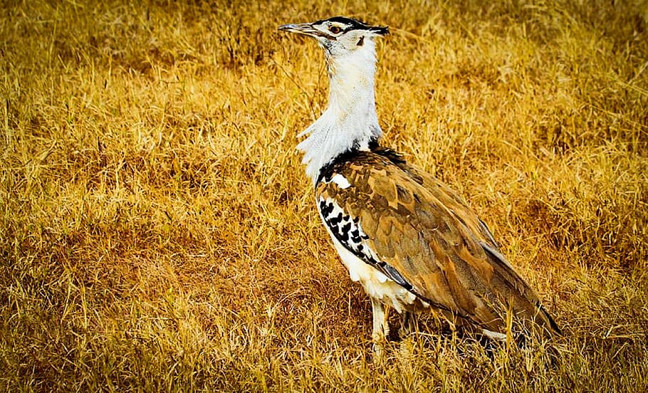 kori bustard, africa, tanzania, safari, serengeti national park, HD wallpaper