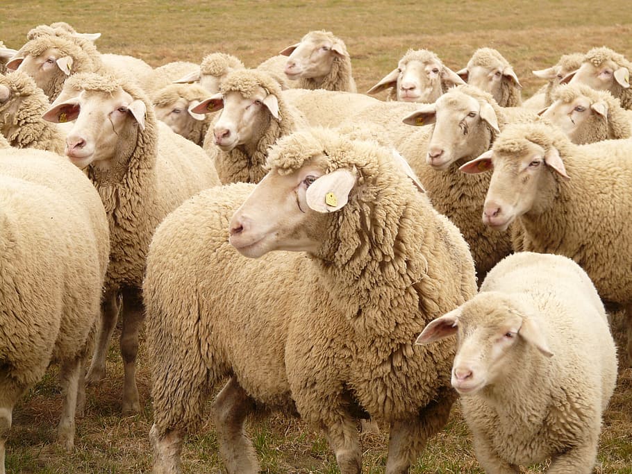 herd of brown sheeps, Flock, flock of sheep, herd animal, pasture, HD wallpaper