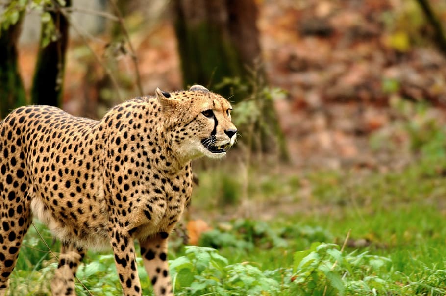 zoo, hellabrunn, munich, animal themes, one animal, animal wildlife HD wallpaper