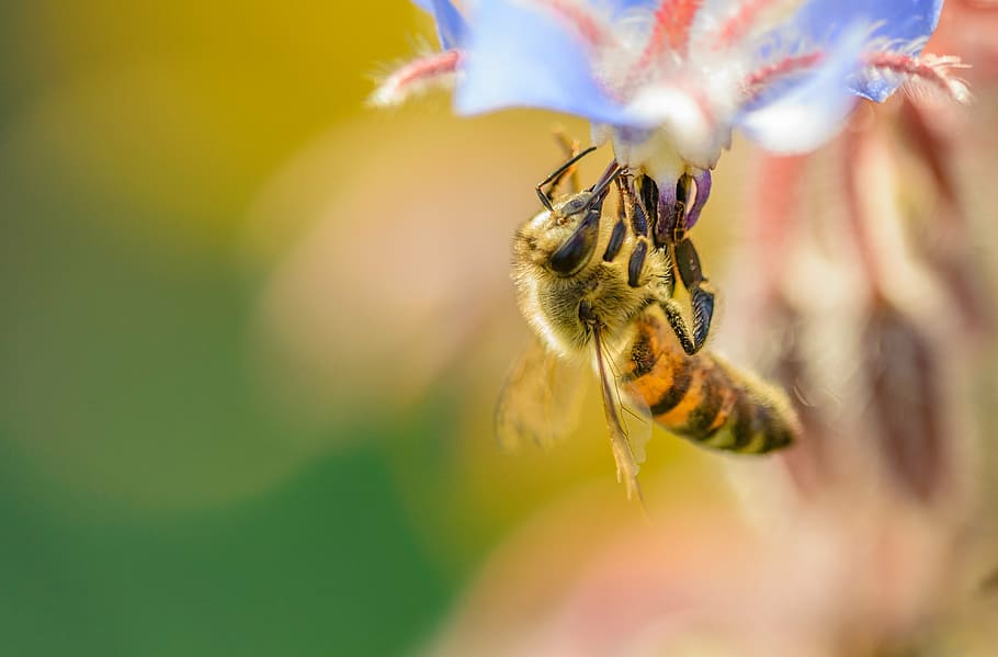bee on purple flower, insect, sunset, summer, honey, nectar HD wallpaper