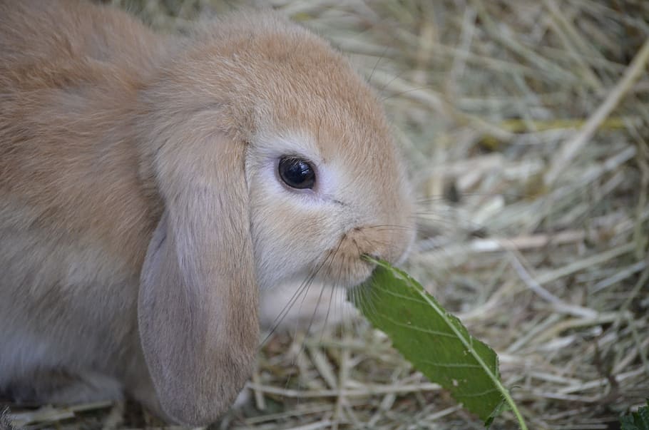 dwarf hare, brown, floppy ear, food, animal themes, one animal
