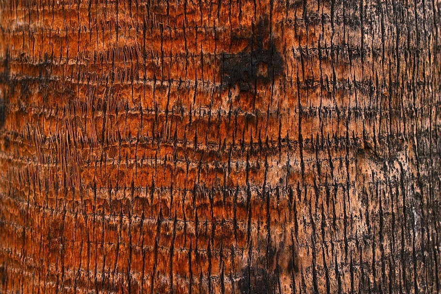 palm tree, bark, texture, wood, backgrounds, brown, textured HD wallpaper