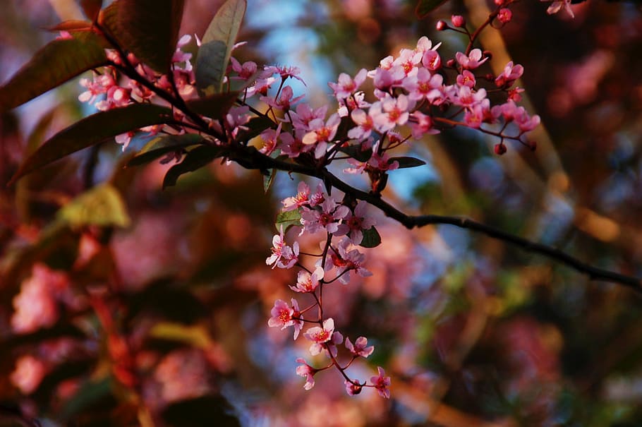 blossom, spring, branches, nature, bloom, tree, bush, flower HD wallpaper
