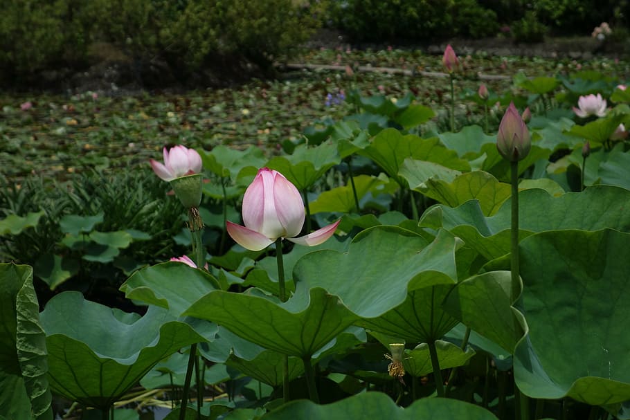 spring, lotus, park, flower, flowering plant, beauty in nature HD wallpaper