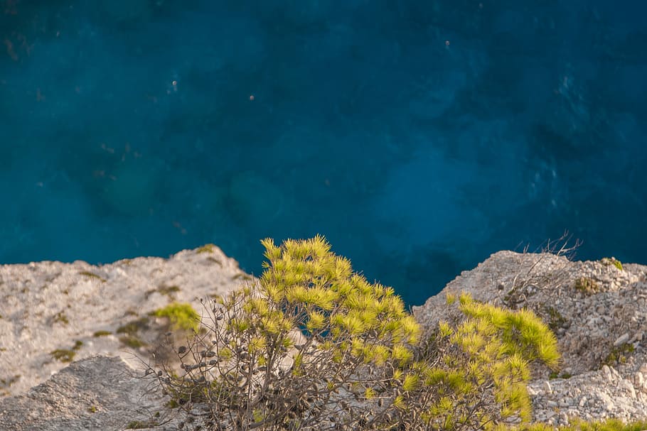 top view of cliff, green plants on rock, tree, sea, beauty in nature HD wallpaper