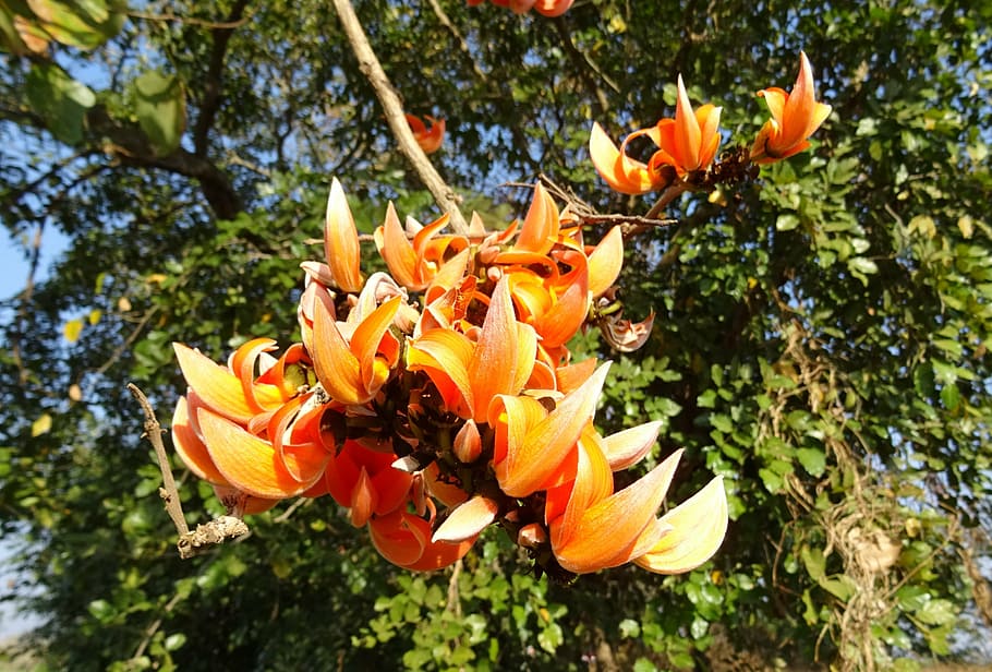 flower, flame of the forest, bastard teak, battle of plassey tree