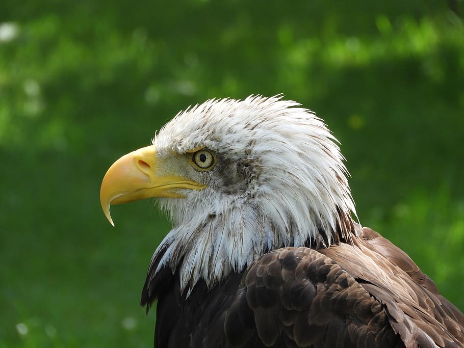 eagle, ave, nature, bird, animal themes, bird of prey, vertebrate HD wallpaper