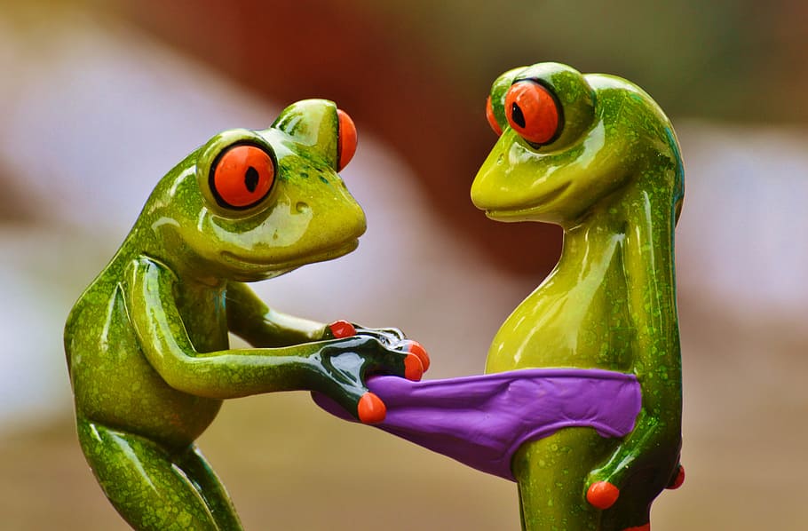 green red eyed tree frogs grabbed other frog's purple brief, curious, HD wallpaper