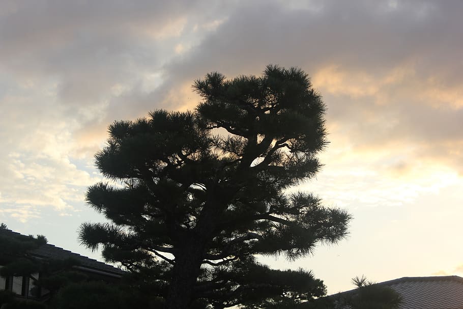 sunset, pine tree, nature, light, silhouette, japan, sky, plant HD wallpaper