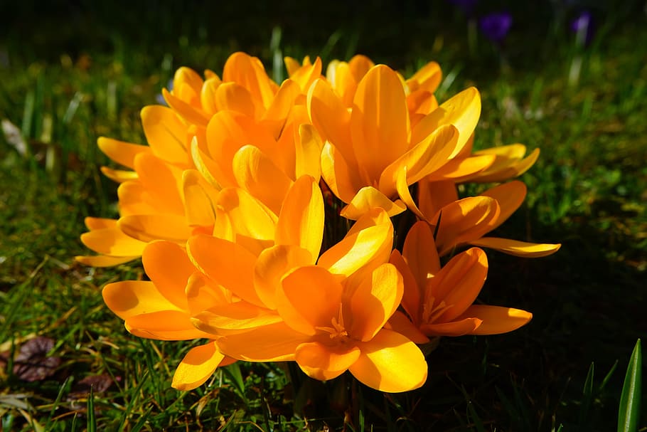 crocus, flower, spring, bühen, yellow, mm, colorful, blossom HD wallpaper