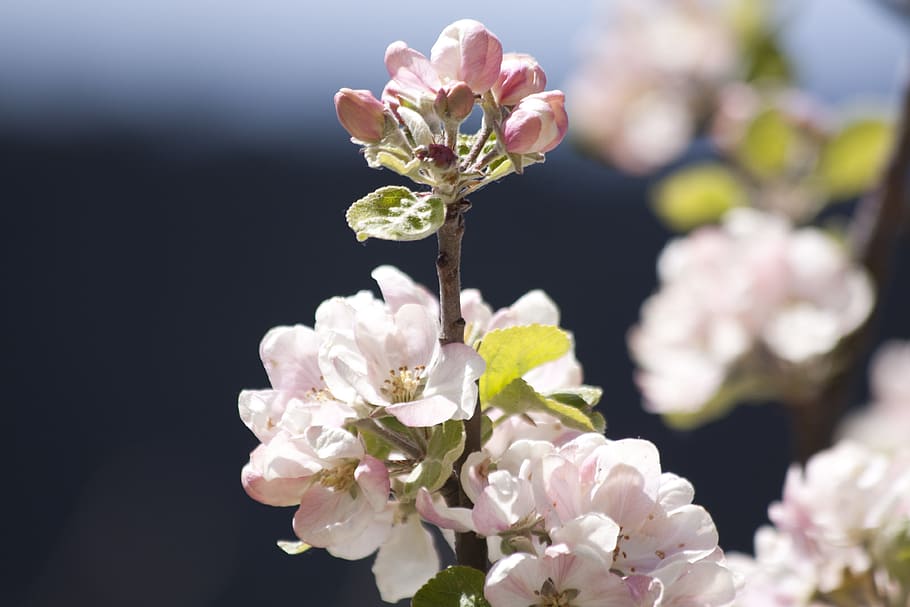 apple blossom, bloom, flowers, spring, lenz, one, the four seasons HD wallpaper