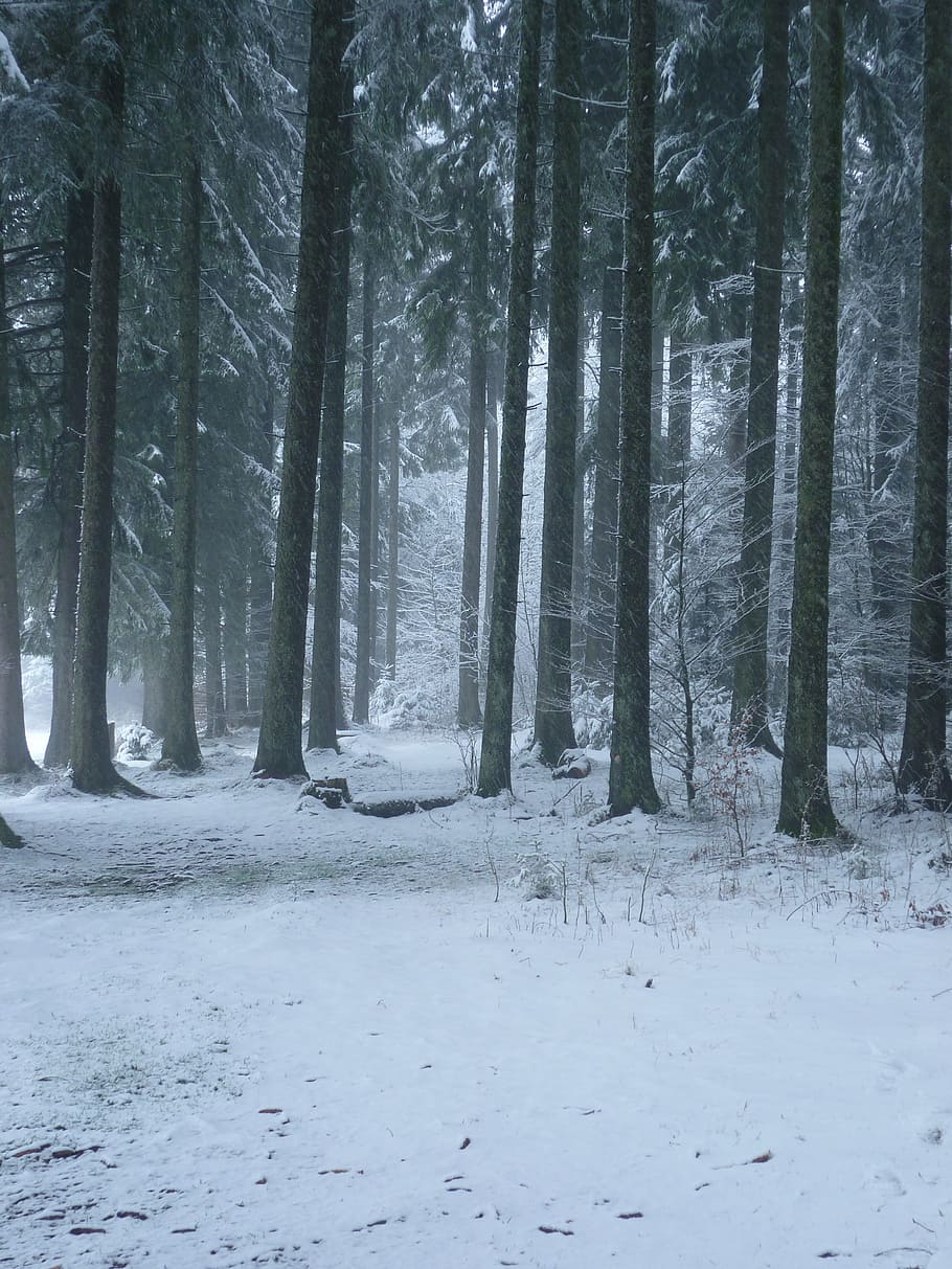 Winter, Forest, Snow, White, Nature, cold temperature, tree HD wallpaper