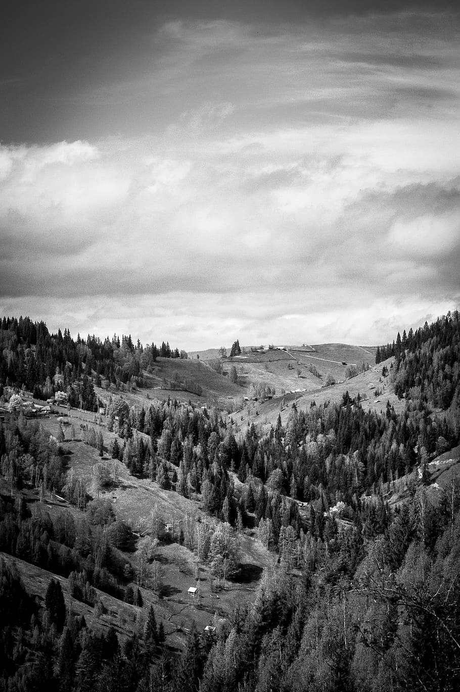 grayscale photo of green trees on mountain at daytimne, grayscale photography of sky above green leaf trees growing on valley