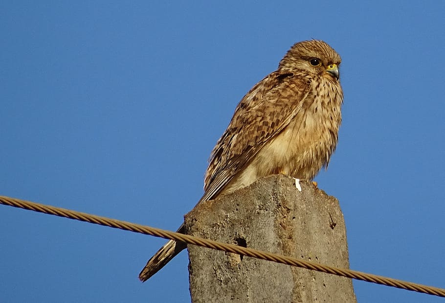 Bird, Raptor, Hunter, Predator, common kestrel, female, falco tinnunculus HD wallpaper